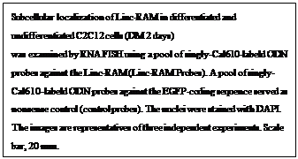 文本框: Subcellular localization of Linc-RAM in differentiated and undifferentiated C2C12 cells (DM 2 days) was examined by RNA FISH using a pool of singly-Cal610-labeld ODN probes against the Linc-RAM (Linc-RAM Probes). A pool of singly-Cal610-labeld ODN probes against the EGFP-coding sequence served as nonsense control (control probes). The nuclei were stained with DAPI. The images are representatives of three independent experiments. Scale bar, 20 mm. 