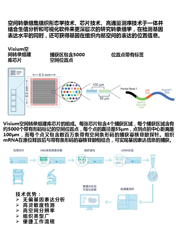 单细胞转录组与空间转录组学方案4（含贝晶空间）.jpg