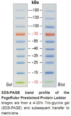 预染蛋白marker.jpg