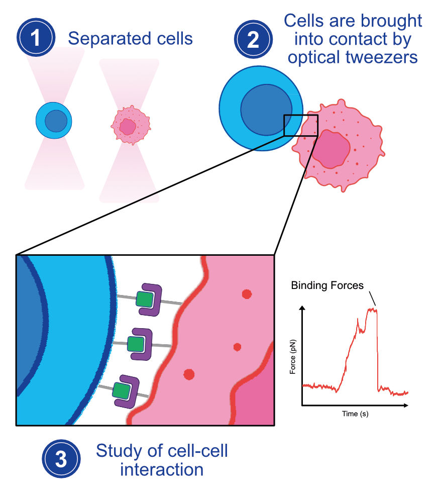 Cell-Interactions_V04.jpg