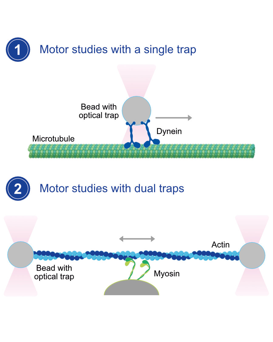 Molecular-Motor-Studies_V02.jpg