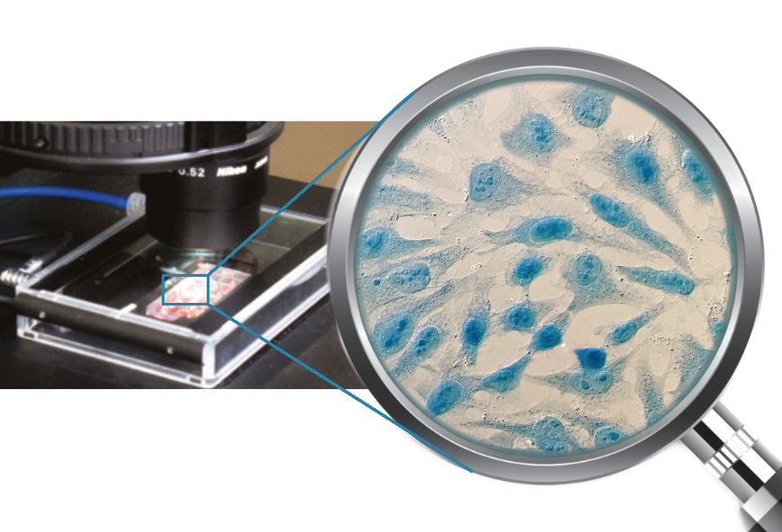 Whole-slide-live-cell-imaging.jpg