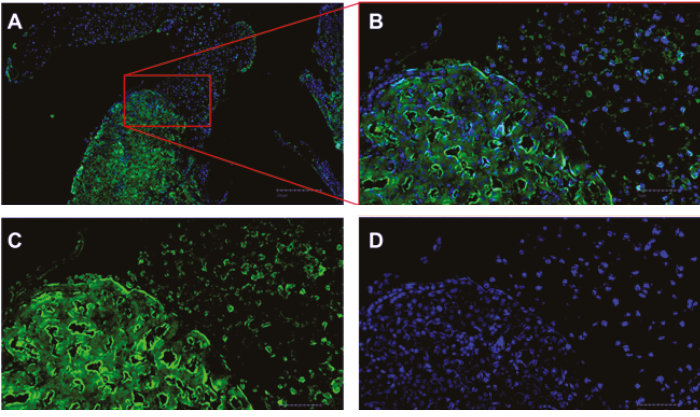 multi-colour-fluorescence-images-1.jpg