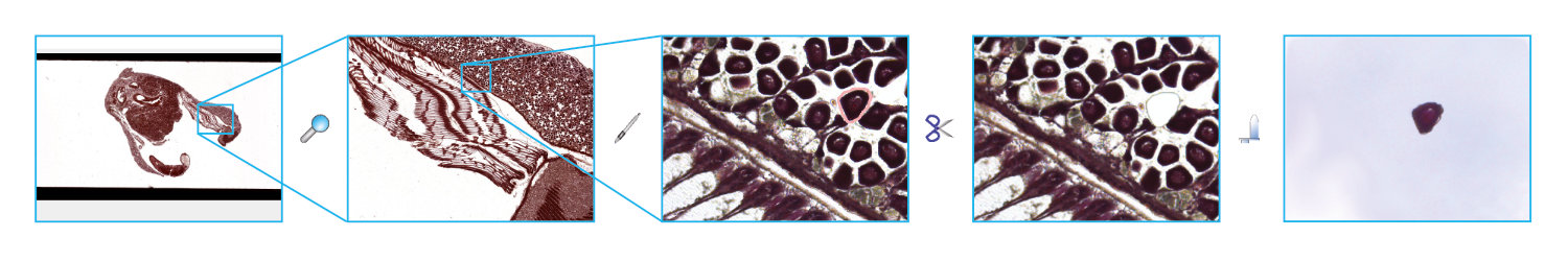 Whole-slide-imaging-meets-laser-microdissection_V04.jpg